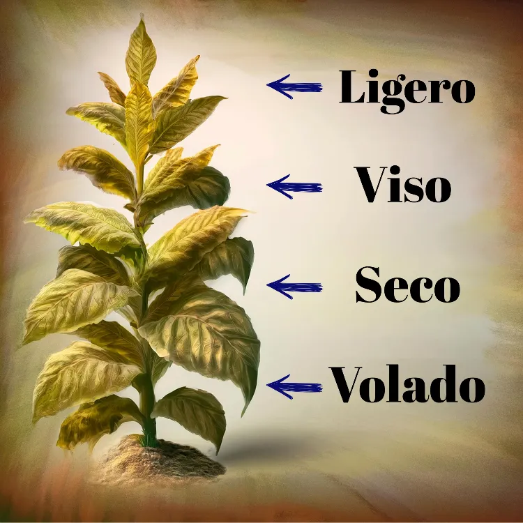 A Guide to Cigar Filler Leaves: Ligero, Viso, Seco, and Volado