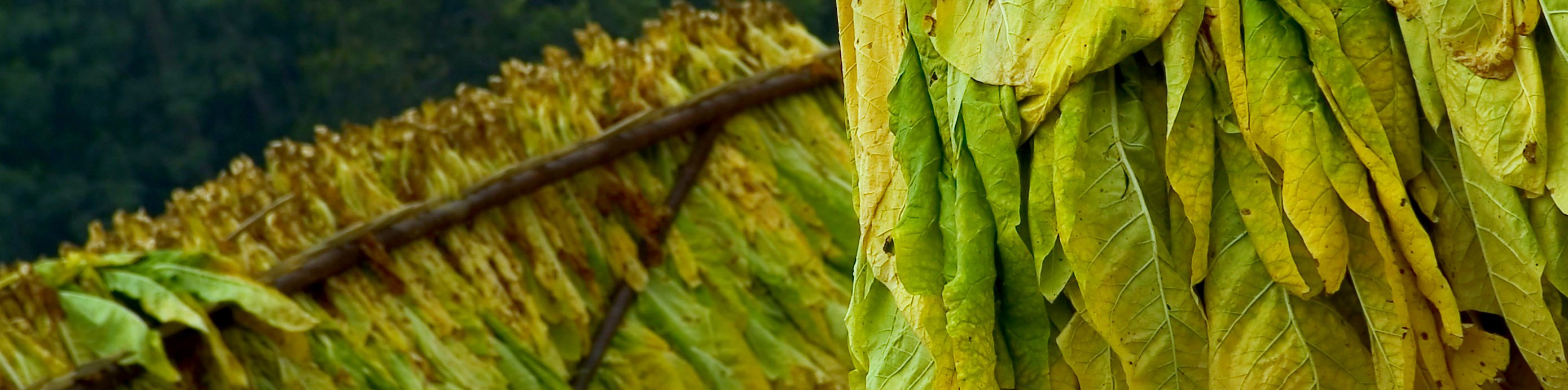 Hanging tobacco leaves - curing tobacco